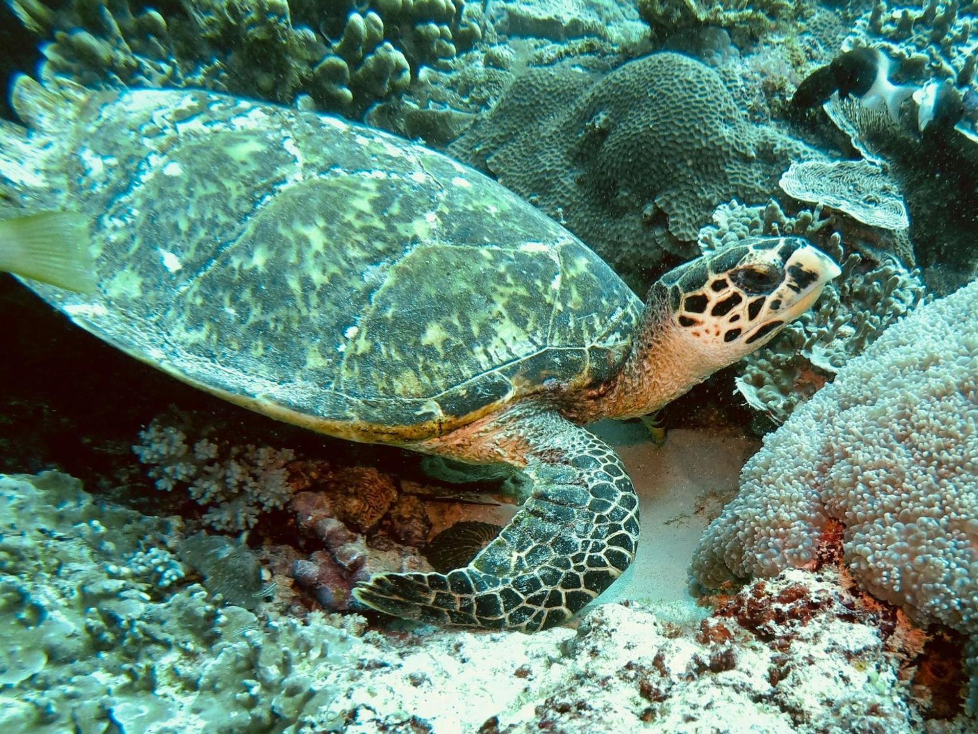 Dive Planet Mafia Island Utende 外观 照片